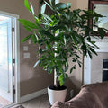 Full Grown Money Tree Braided, Tree Form, Pachira Aquatica, Good Luck Tree in 5-gallon decorative pot to amplify indoor living rooms.