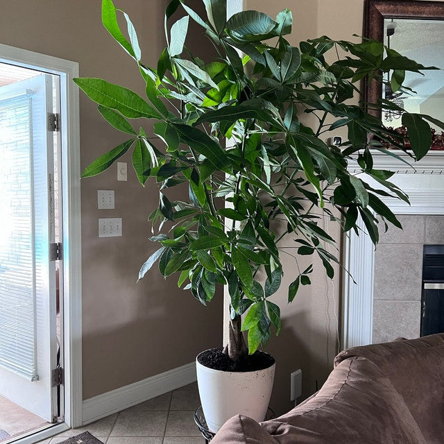 Full Grown Money Tree Braided, Tree Form, Pachira Aquatica, Good Luck Tree in 5-gallon decorative pot to amplify indoor living rooms.