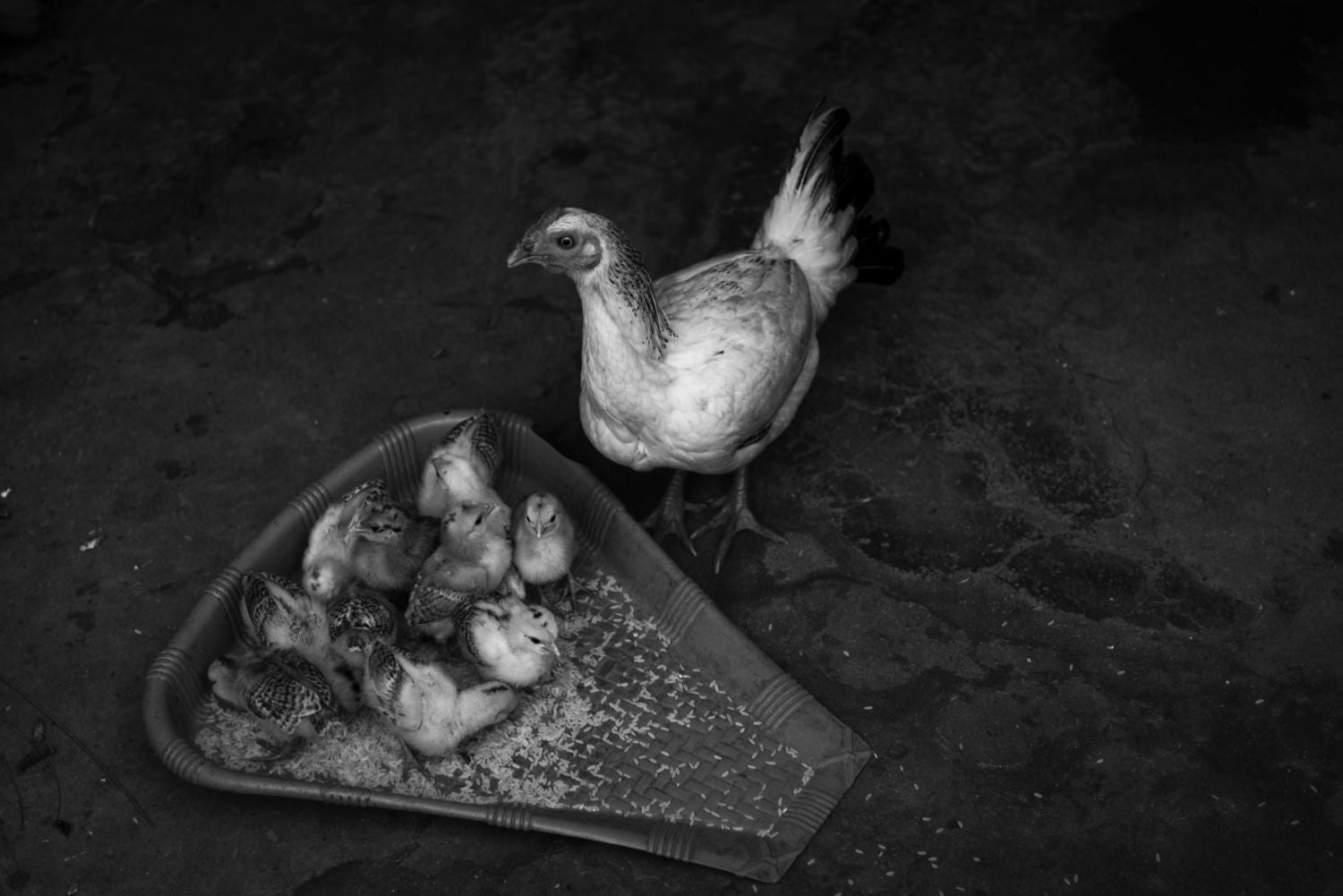 Motherhood - Art Prints