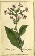 Tobacco in Colonial Virginia
