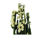 Trichocereus pachanoi ( San Pedro cactus ) 6_INCHS_RAUND_N_POT WHITH_POT_SHIPPING