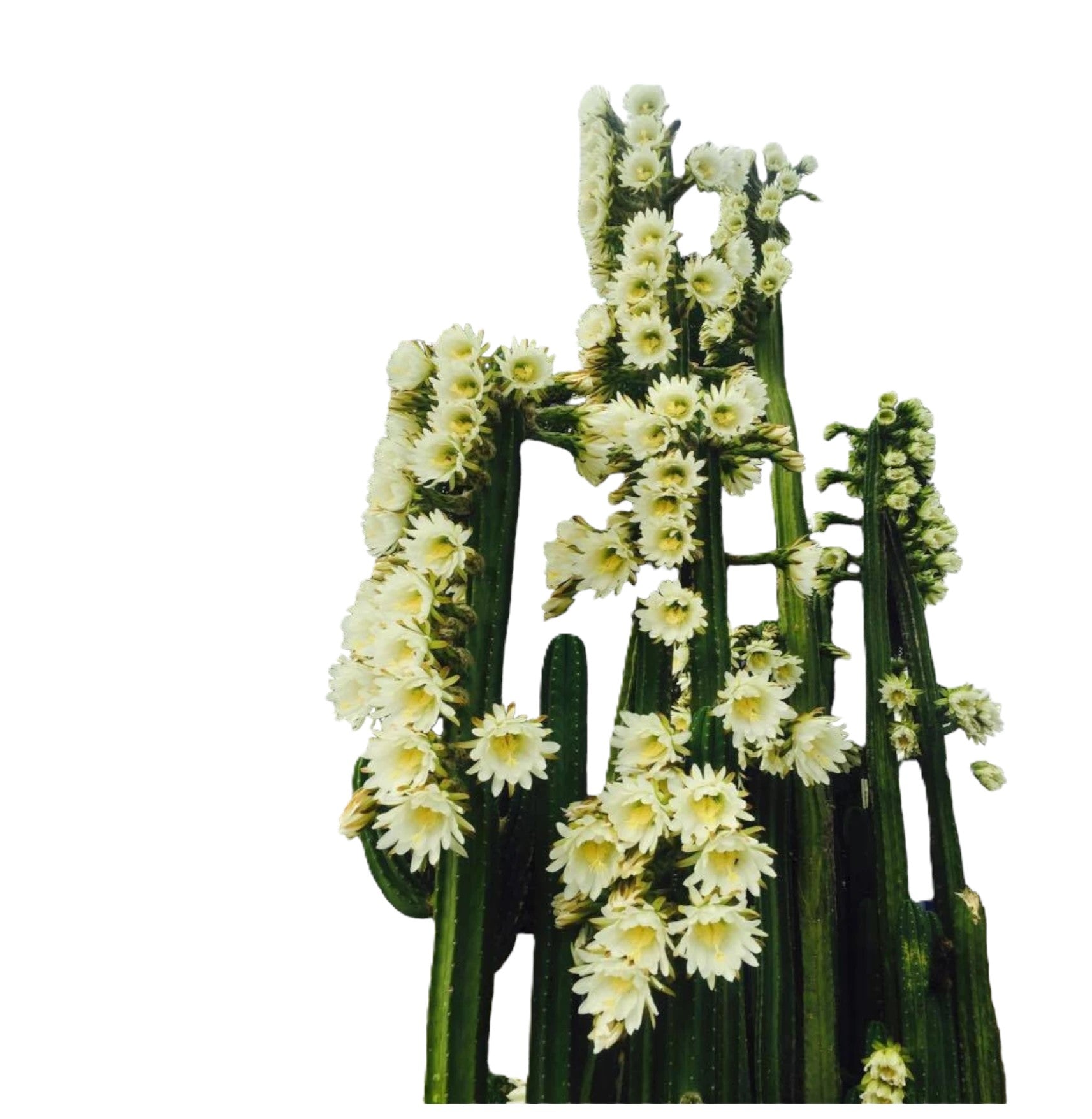 Trichocereus pachanoi ( San Pedro cactus ) 6_INCHS_RAUND_N_POT WHITH_POT_SHIPPING