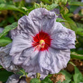 Moonstone Magic Hibiscus