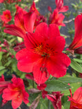 Alstroemeria ‘Red Elf’