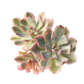 Echeveria Holwayi, Triple, (Video)