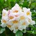 China Doll Tree Seeds (Radermachera sinica) – Fast-Growing Indoor Beauty with Glossy Green Foliage