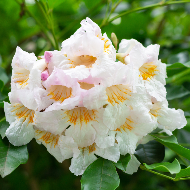 China Doll Tree Seeds (Radermachera sinica) – Fast-Growing Indoor Beauty with Glossy Green Foliage