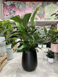 Spathiphyllum Sensation
