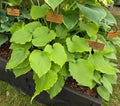 Hosta 'Marilyn Monroe'