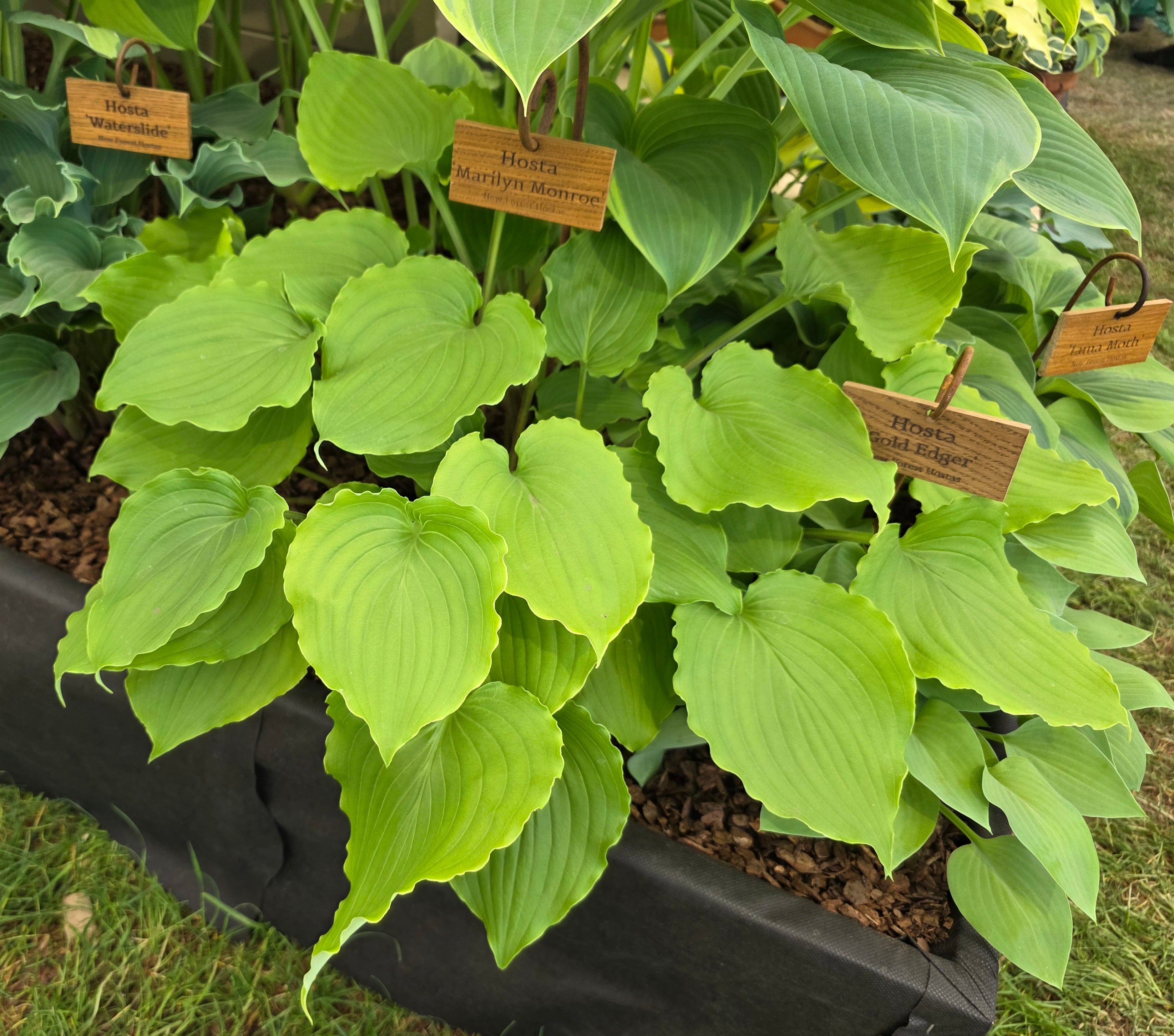 Hosta 'Marilyn Monroe'