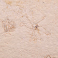 FLOATING CRINOID FOSSIL SACCOCOMA PECTINATA, Jurassic, Germany XFC037
