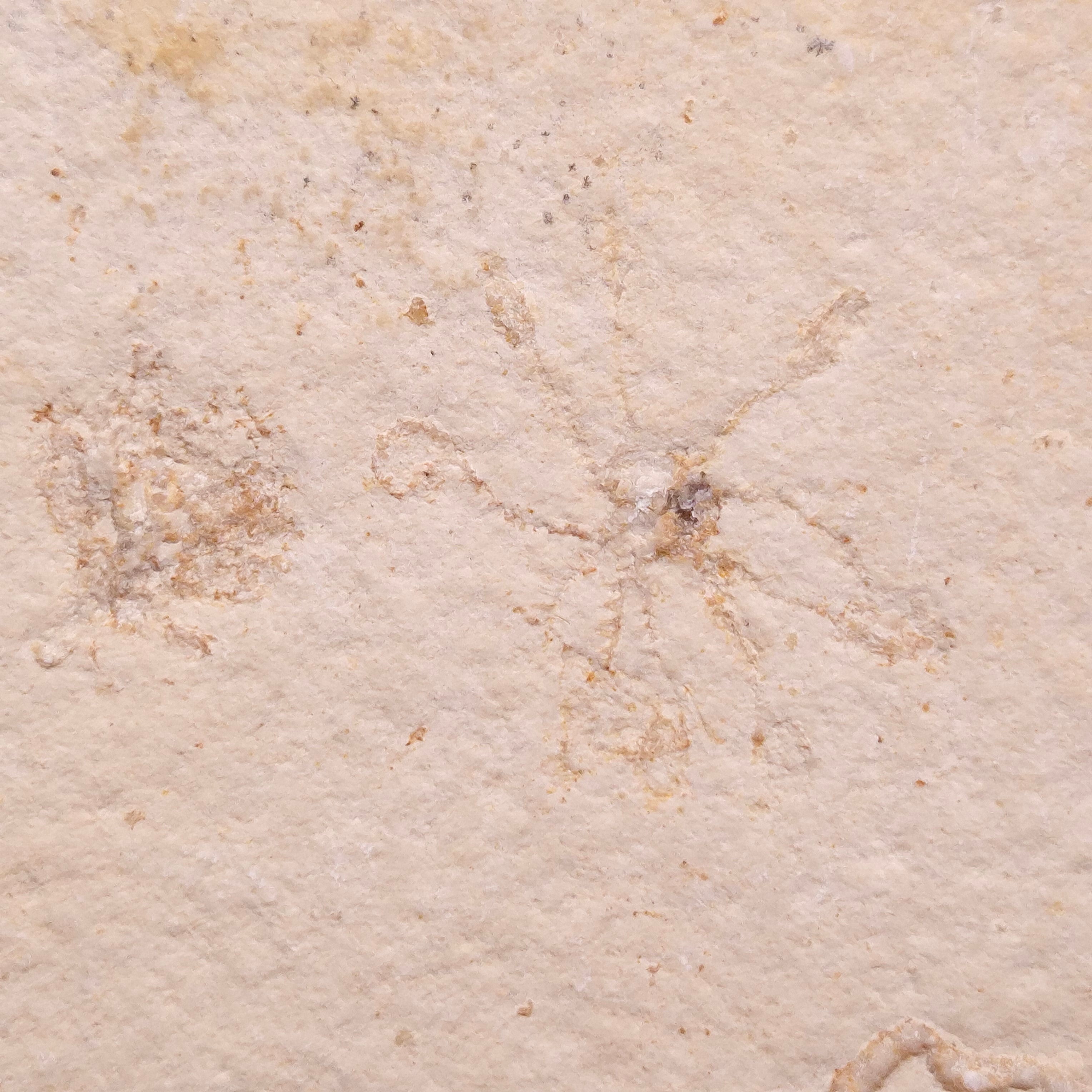 FLOATING CRINOID FOSSIL SACCOCOMA PECTINATA, Jurassic, Germany XFC037