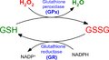 glutathione ros reaction Reactive oxygen species, toxicity, oxidative stress, and antioxidants: chronic diseases and aging