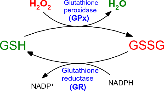 glutathione ros reaction Reactive oxygen species, toxicity, oxidative stress, and antioxidants: chronic diseases and aging