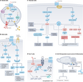 GLP-1-based therapies for diabetes, obesity and beyond