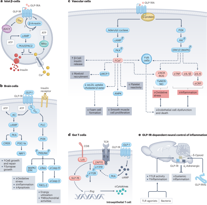 GLP-1-based therapies for diabetes, obesity and beyond