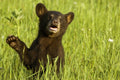Black bear cub in green grass