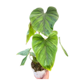 Philodendron PlowManii