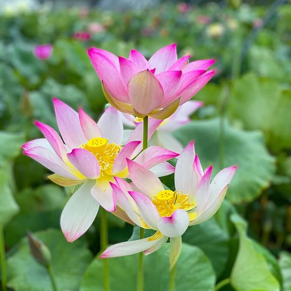 Mini Dwarf Lotus Seeds for Planting – Heirloom, Non-GMO, Compact, Aquatic Plant for Small Ponds