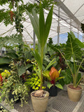 Coconut Palm Tree, Gold Malayan Cocos nucifera in grower pot with a visible sprouting coconut shell and lush green fronds, ideal for tropical indoor spaces and warm outdoor landscapes.