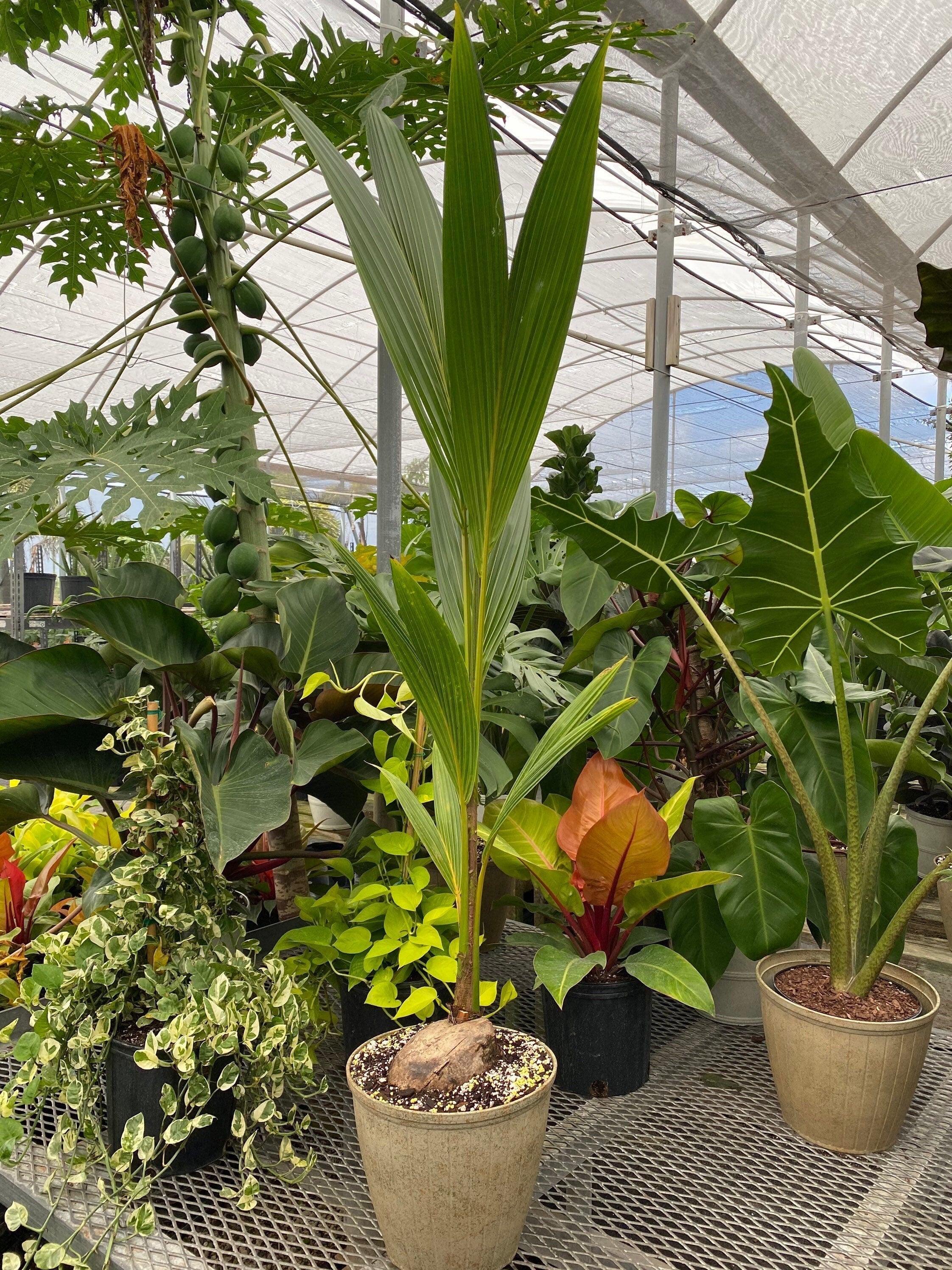 Coconut Palm Tree, Gold Malayan Cocos nucifera in grower pot with a visible sprouting coconut shell and lush green fronds, ideal for tropical indoor spaces and warm outdoor landscapes.
