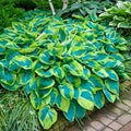 Tokudama Flavocircinalis Hosta