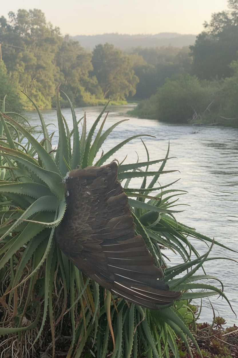 Iyẹ Igún Vulture Feather/Wing (Cathartes aura)