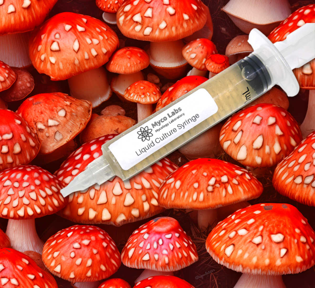 Amanita Muscaria (Fly Agaric) Liquid Culture Syringe (10cc)