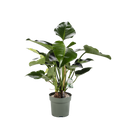 Philodendron Green Beauty op stam
