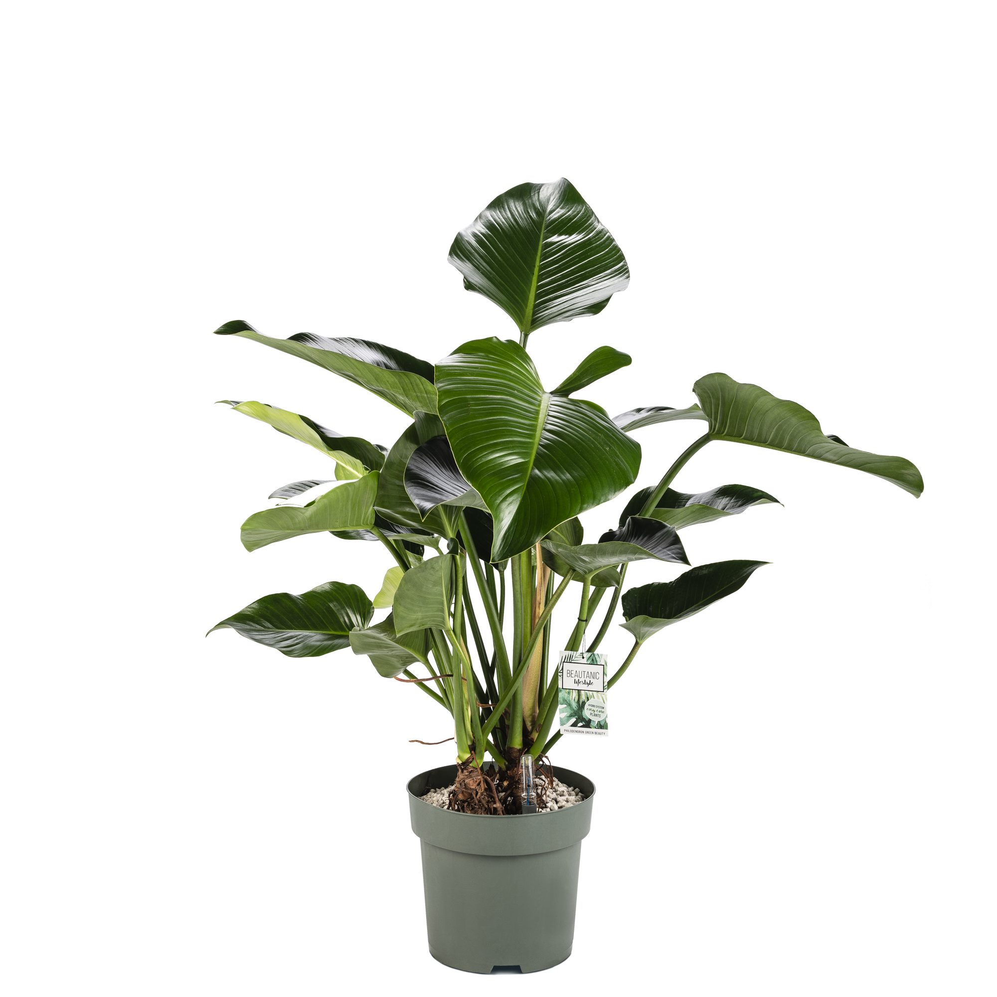 Philodendron Green Beauty op stam