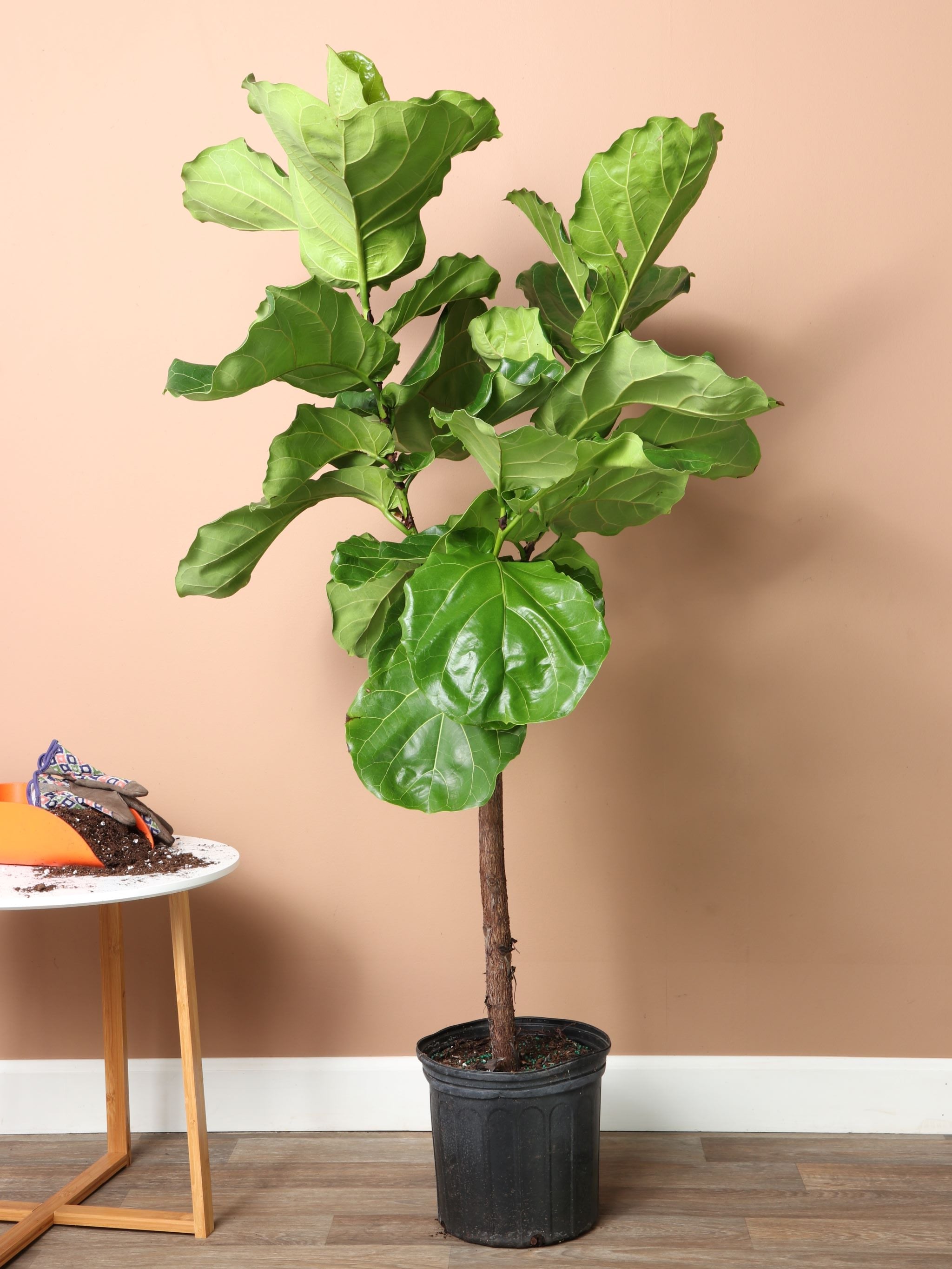 Large Fiddle Leaf Fig