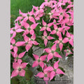 Trees ~ Cornus kousa 'Beni Fuji', Chinese Dogwood ~ Dancing Oaks Nursery and Gardens ~ Retail Nursery ~ Mail Order Nursery