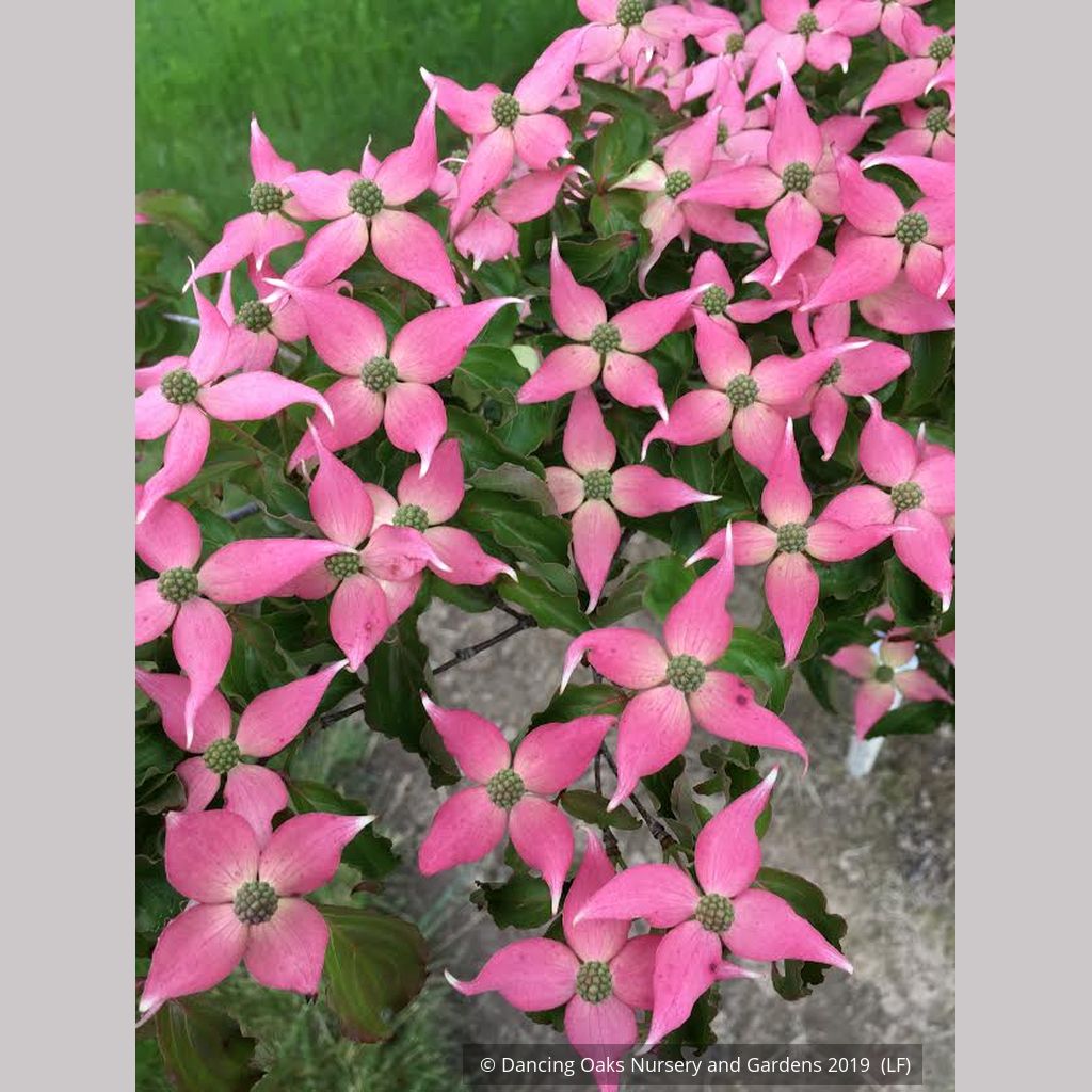 Trees ~ Cornus kousa 'Beni Fuji', Chinese Dogwood ~ Dancing Oaks Nursery and Gardens ~ Retail Nursery ~ Mail Order Nursery