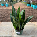 Sansevieria Jaboa