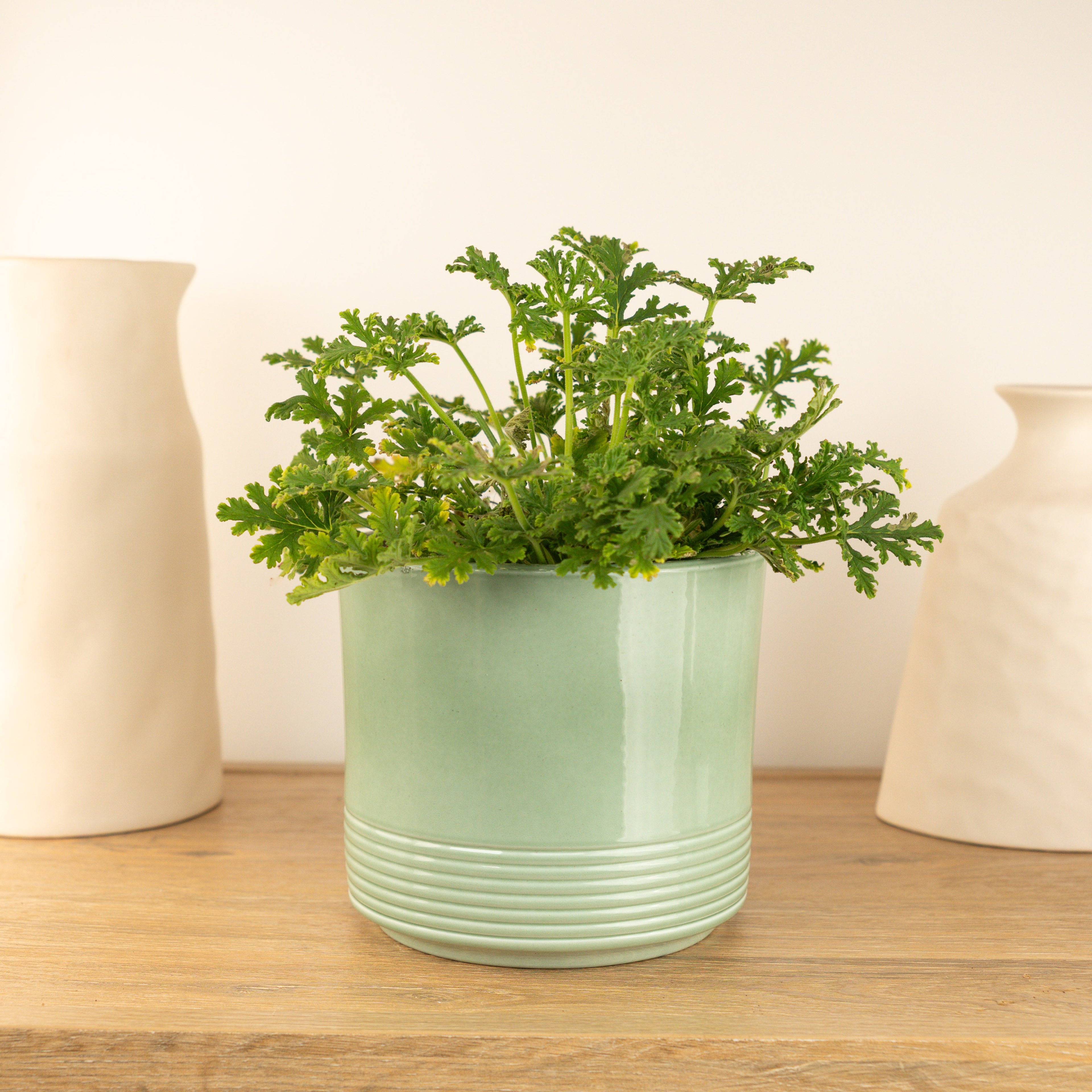 Lemon Geranium