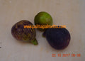 Ficus carica "Chicago Hardy"- amerikanische Sorte - I