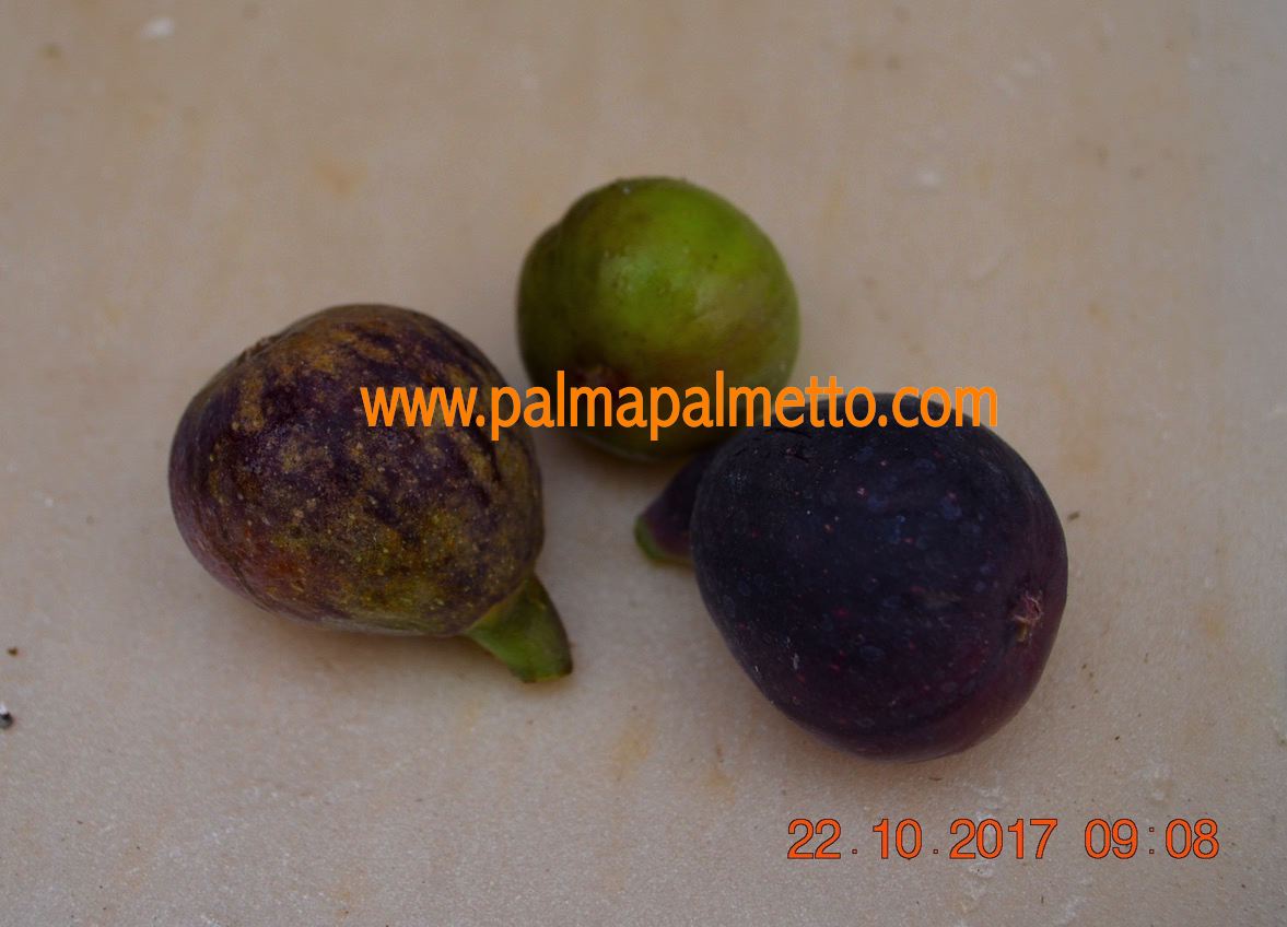 Ficus carica "Chicago Hardy"- amerikanische Sorte - I