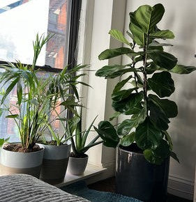 A potted Ficus Lyrata Bush Form plant sitting indoors next to a sunny window