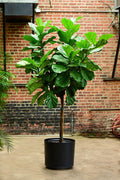 Ficus Lyrata Standard