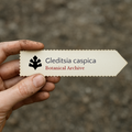 Printed plant label for Gleditsia caspica held by hand with dirt background