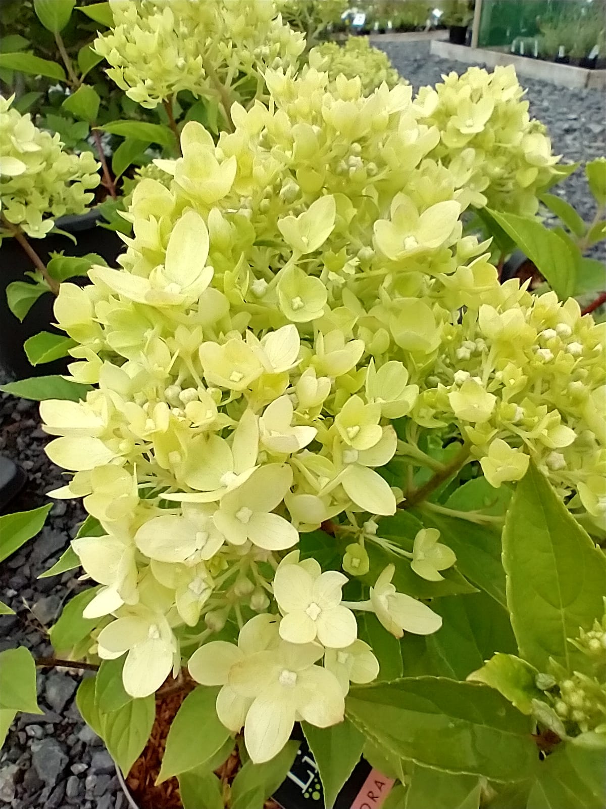 Hydrangea paniculata 'Little Lime'