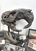 Castoroides skull Giant Fossil Beaver
