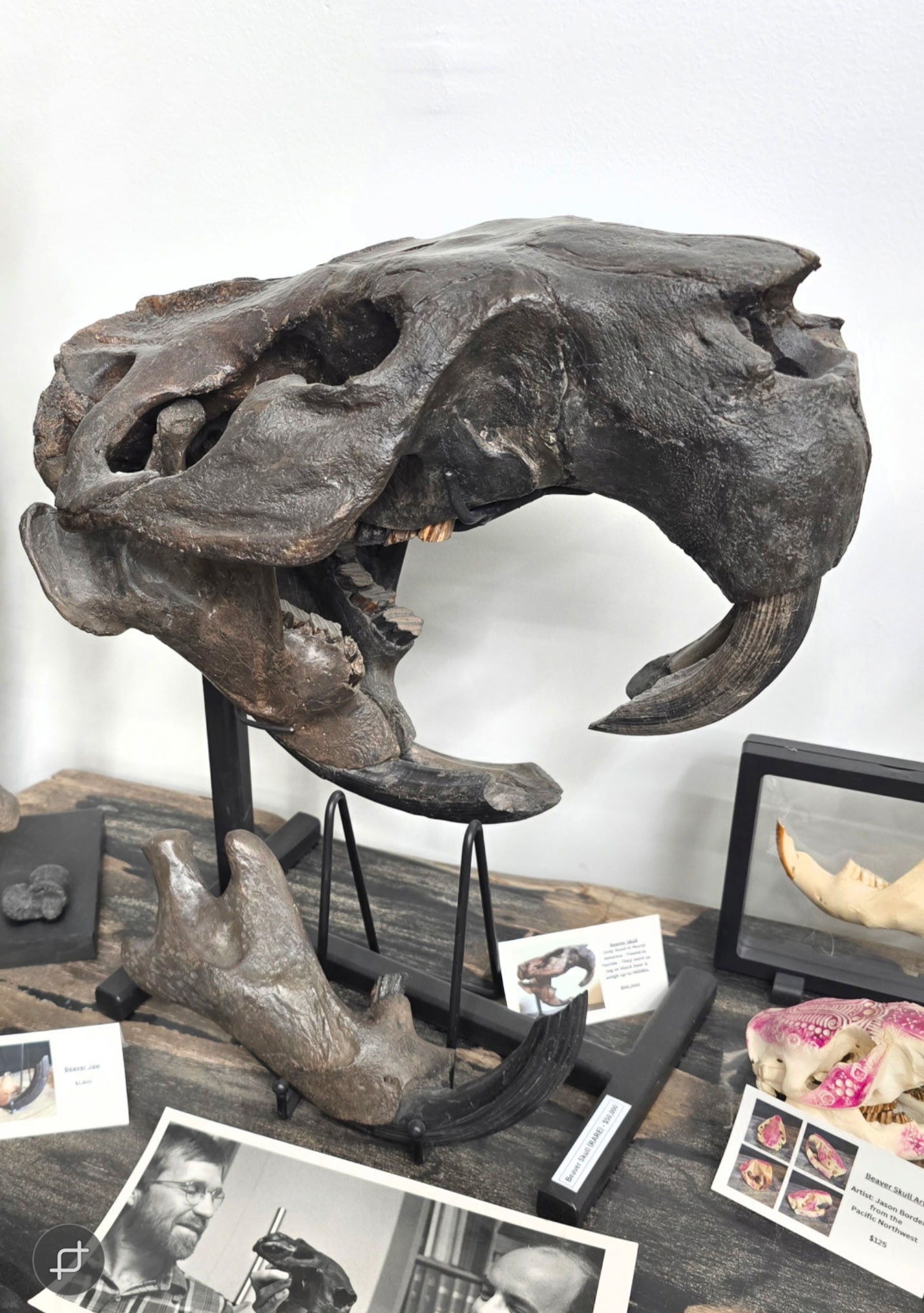 Castoroides skull Giant Fossil Beaver