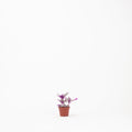 2" Tradescantia Nanouk