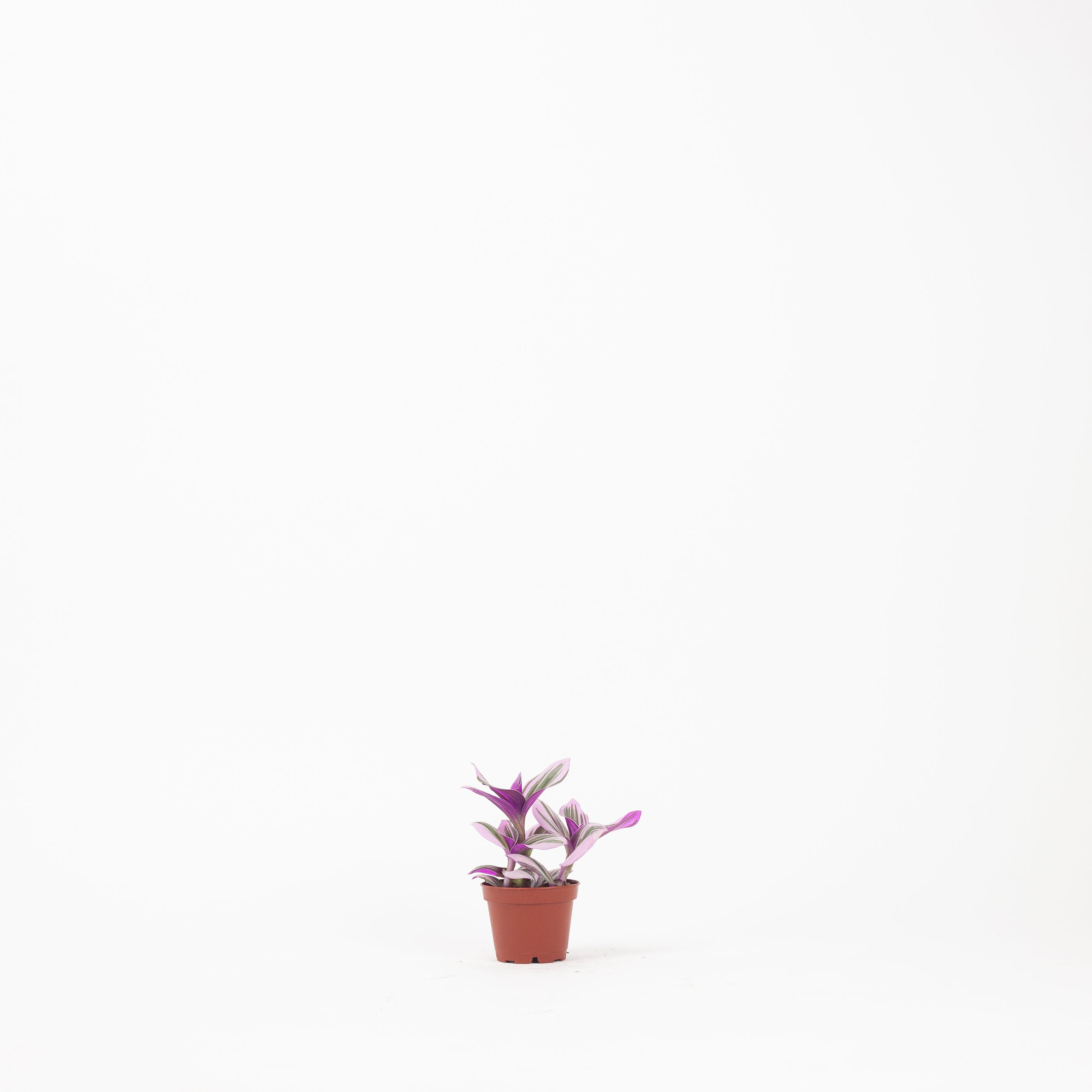 2" Tradescantia Nanouk