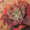 PRESALE Echeveria cv Takasagono Okina, Double (Not so Random)