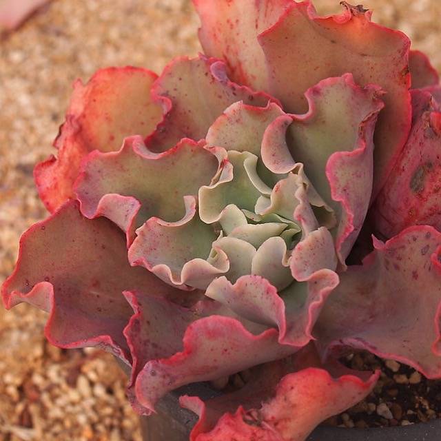 PRESALE Echeveria cv Takasagono Okina, Double (Not so Random)