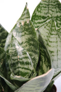 Snake Plant Bird's Nest - Sansevieria trifasciata