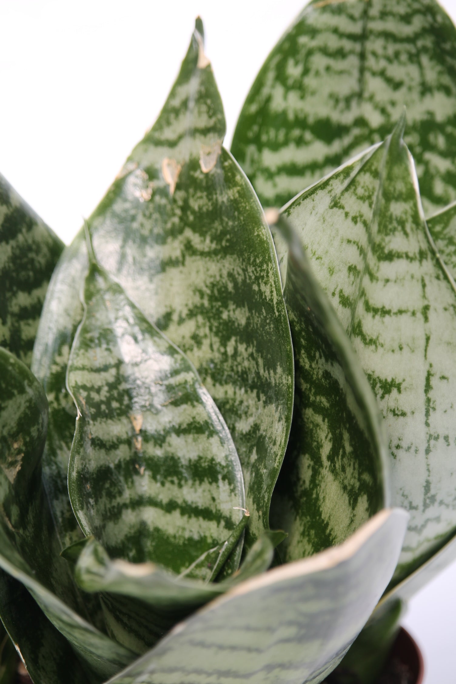 Snake Plant Bird's Nest - Sansevieria trifasciata