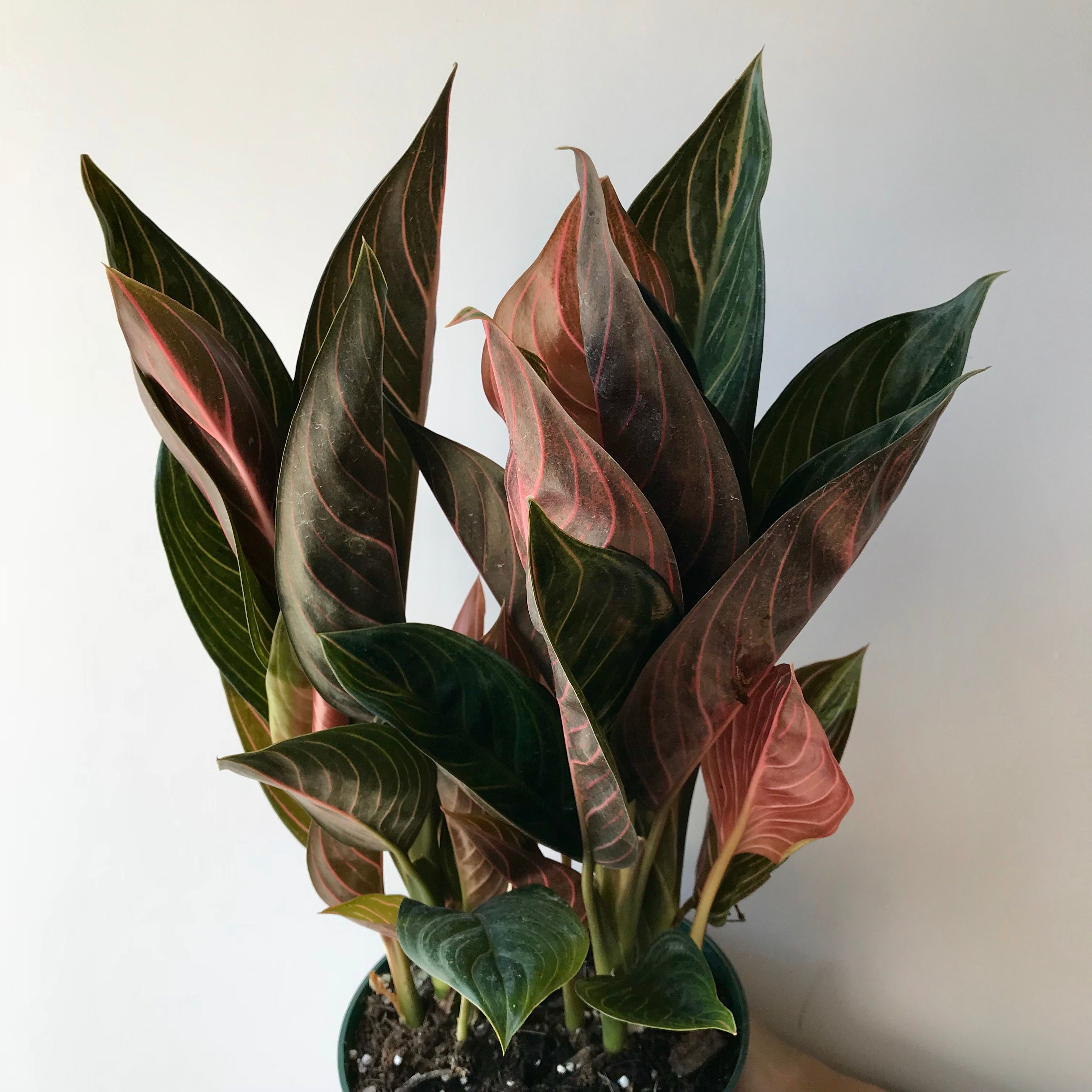 Chinese Evergreen - Aglaonema Chocolate